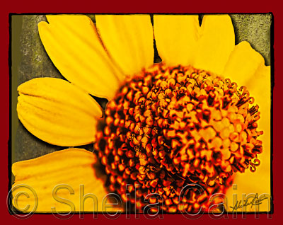 a yellow wildflower in Belize